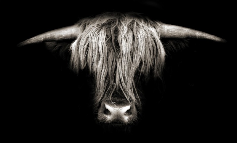 Close-up of a shaggy long-haired cattle head with large horns against black background, black and white tones